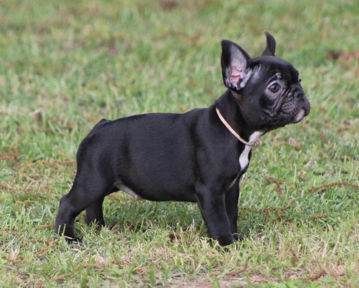 Black Female