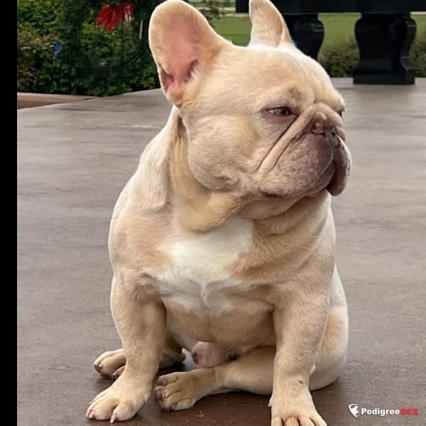 Full Heart Frenchies Golden Boy